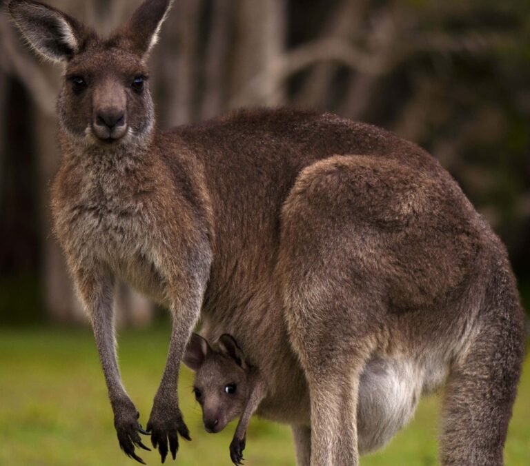 Animais australianos nio intercambio na Australia, imigracao na Australia e vistos para Australia